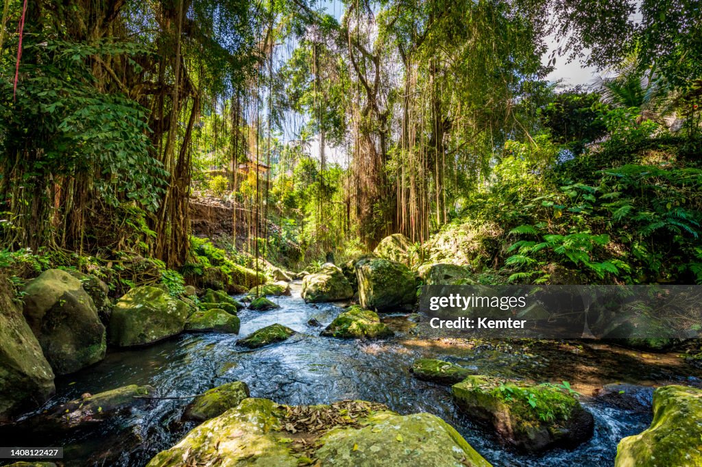 Beautiful river in rainforest of Bali