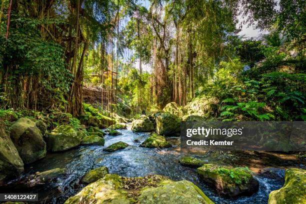 beautiful river in rainforest of bali - rainforest stock pictures, royalty-free photos & images