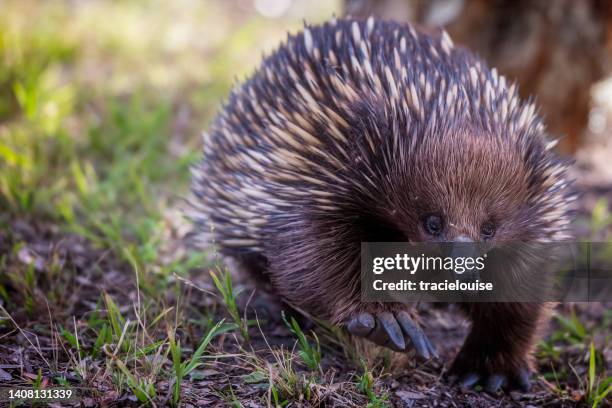 short beaked echidna (tachyglossus aculeatus) - gippsland stock pictures, royalty-free photos & images