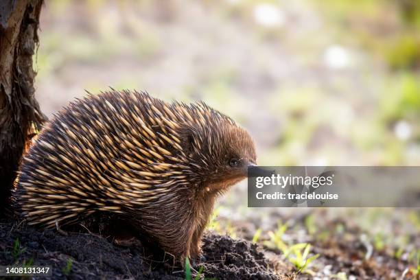 short beaked echidna (tachyglossus aculeatus) - wildlife conservation stock pictures, royalty-free photos & images