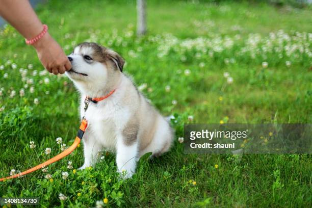 alaskan malamute puppy gets treat - malamute stock pictures, royalty-free photos & images