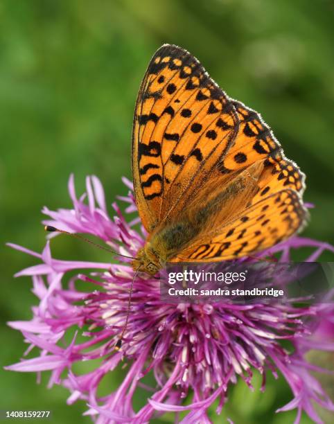 a dark green fritillary butterfly, argynnis aglaja, nectaring on a greater knapweed flower growing in a meadow. - meadow fritillary butterfly stockfoto's en -beelden