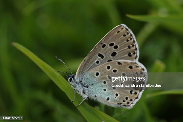 a rare large blue butterfly, phengaris arion, resting on a blade of grass in a meadow. - ernstig bedreigde soorten stockfoto's en -beelden
