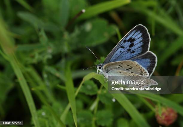 a rare large blue butterfly, phengaris arion, resting on a blade of grass in a meadow. its wings are just starting to open up. - invertebrate stock pictures, royalty-free photos & images