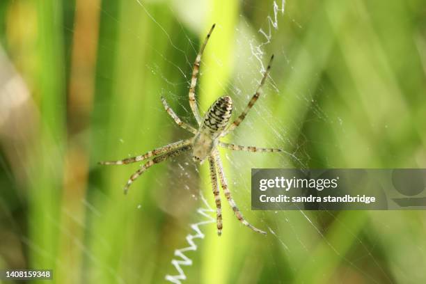 a hunting female wasp spider, argiope bruennichi, on its web in a meadow. - getingspindel bildbanksfoton och bilder