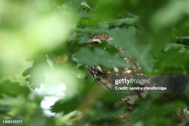 a cute little owl, athene noctua, hiding behind the leaves perching in an oak tree. - live oak stock pictures, royalty-free photos & images