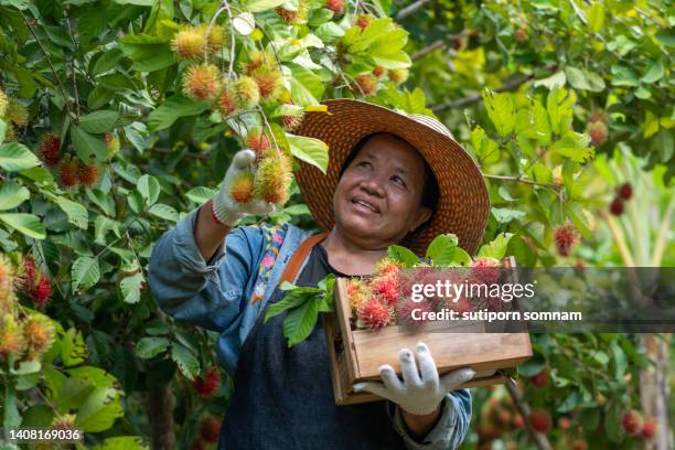 asian mature female gardeners harvest rambutan in the garden - rambutan stock pictures, royalty-free photos & images