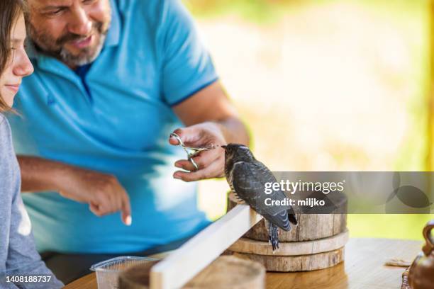 father and son are feeding wild bird with worm using tweezers - wilderness rescue stock pictures, royalty-free photos & images