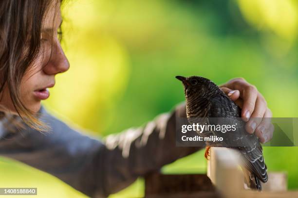 boy is touching and cuddling rescued wild bird - wilderness rescue stock pictures, royalty-free photos & images