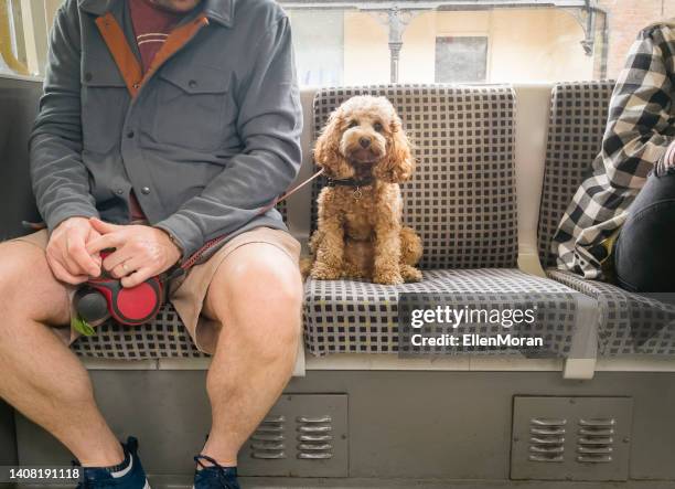 öffentliche verkehrsmittel hund - nahverkehr stock-fotos und bilder