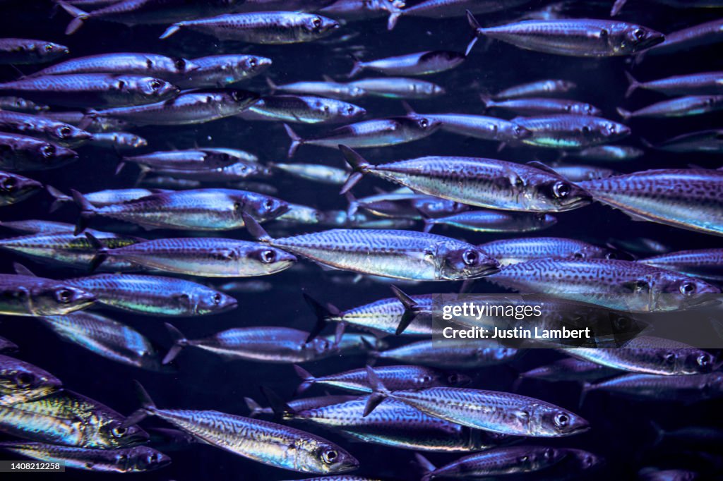 Murmuration of Mackerel fish swimming in the sea