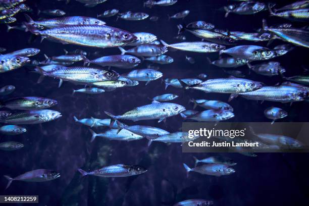 Murmur Fish 31 Fish Murmuration Stock Photos, High-Res Pictures, and Images - Getty ...