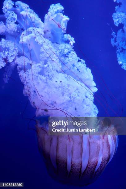 long tentacles of jellyfish swimming side down  in water - ヤコウチュウ ストックフォトと画像