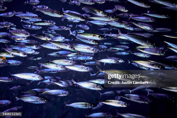 murmuration of silvery mackerel fish swimming in the sea - sea life stock pictures, royalty-free photos & images