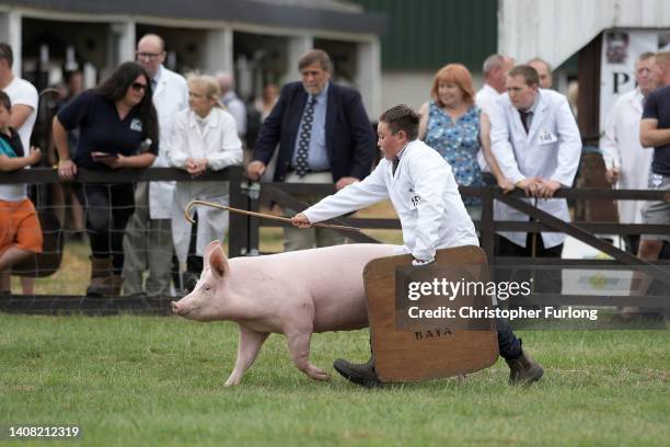 Young handler chases his enthusiastic pig in the show ringduring the first day of the Great Yorkshire Show at the Harrogate Show Ground on July 12,...