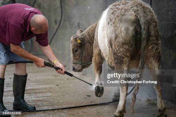 Cow is washed down before judging during the first day of the Great Yorkshire Show at the Harrogate Show Ground on July 12, 2022 in Harrogate,...