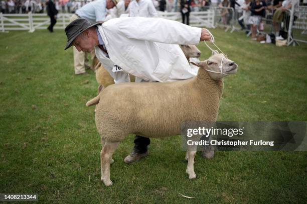 Handler steadies his sheep for the judges during the first day of the Great Yorkshire Show at the Harrogate Show Ground on July 12, 2022 in...