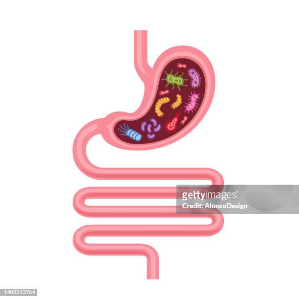 gastrointestinal tract with bacteria. diseased internal organ. bacteria germ. stomach viruses, microbes and bacterium. - epidemiology icon stock illustrations