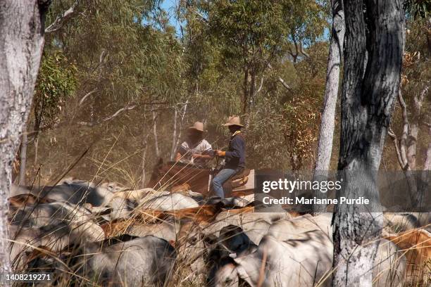 Mustering Jacket 153 Mustering Cattle Stock Photos, High-Res Pictures, and Images ...