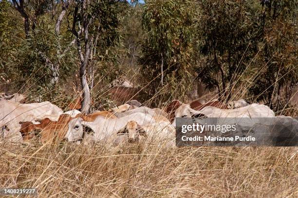 Mustering Jacket Cattle Mustering Australia Photos and Premium High Res Pictures - Getty ...