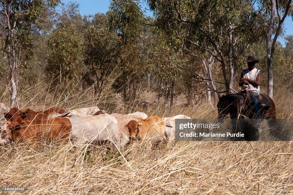 Mustering Jacket Cattle Mustering In Outback Australia High-Res Stock Photo - Getty Images