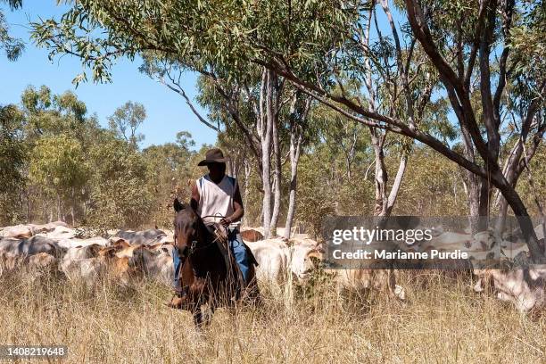 Mustering Jacket 128 Cattle Mustering Australia Stock Photos, High-Res Pictures, and ...
