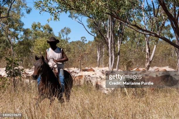 Mustering Jacket 165 Cattle Mustering Australia Stock Photos, High-Res Pictures, and ...
