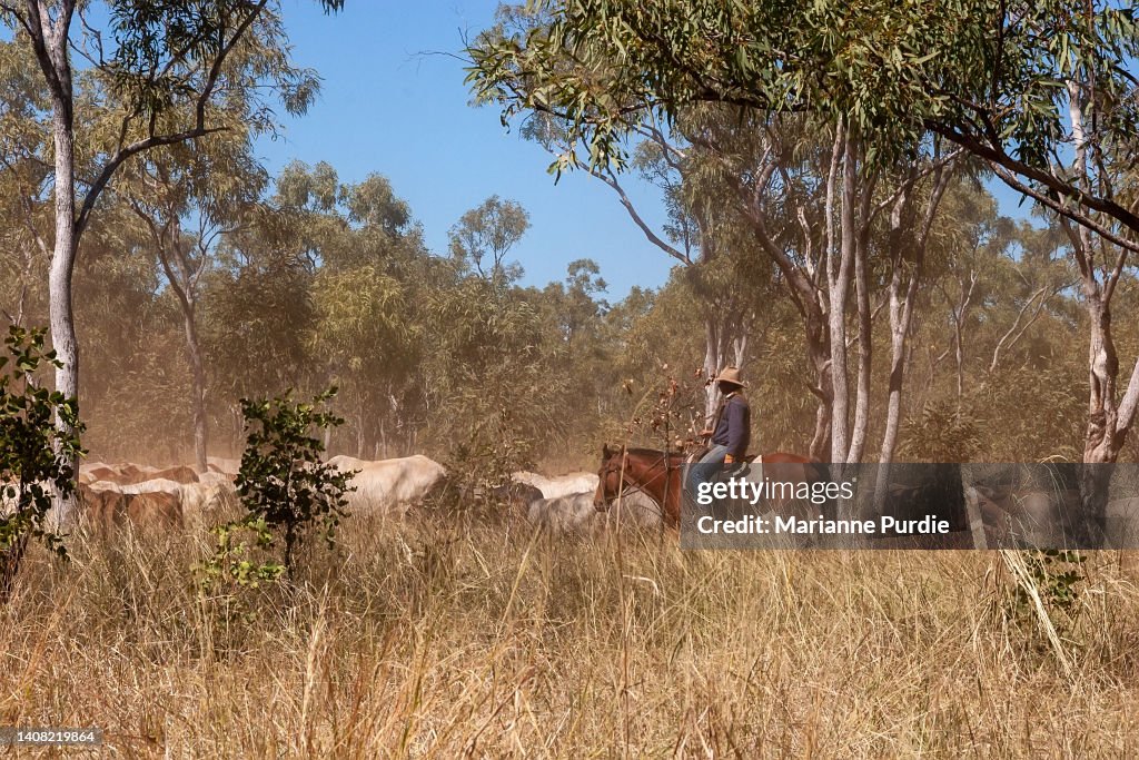 Mustering Jacket Cattle Mustering In Outback Australia High-Res Stock Photo - Getty Images