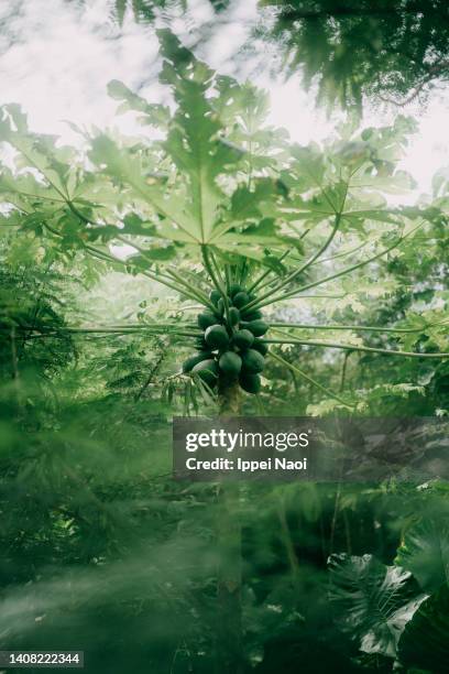 wild papaya in southern japan, yaeyama islands, okinawa - tropical deciduous forest photos et images de collection