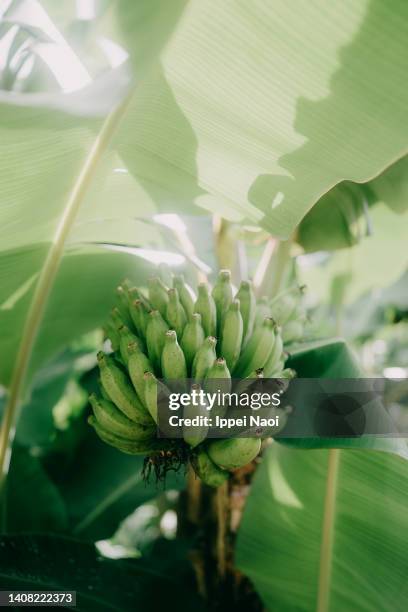 wild banana in southern japan, yaeyama islands, okinawa - tropical deciduous forest photos et images de collection