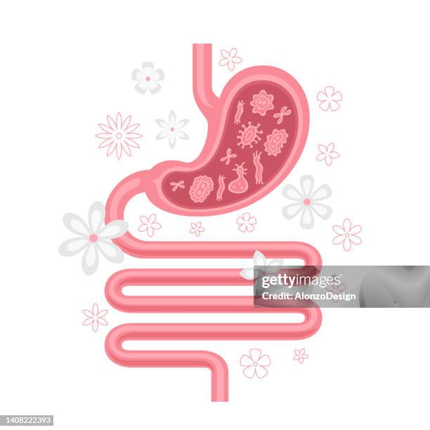 ilustraciones, imágenes clip art, dibujos animados e iconos de stock de beneficios de probióticos y prebióticos. influencia de los probióticos en el cuerpo humano. - digestive system