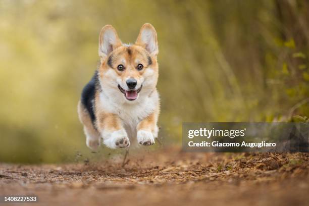flying corgy dog while running on a pathway. - pembroke welsh corgi puppy foto e immagini stock