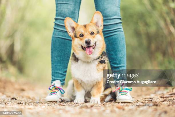 cute corgi posing in between its owner's legs. - pembroke welsh corgi puppy foto e immagini stock