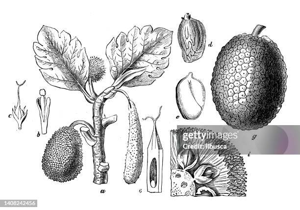 antique engraving illustration: breadfruit, artocarpus altilis - jackfruit stock illustrations