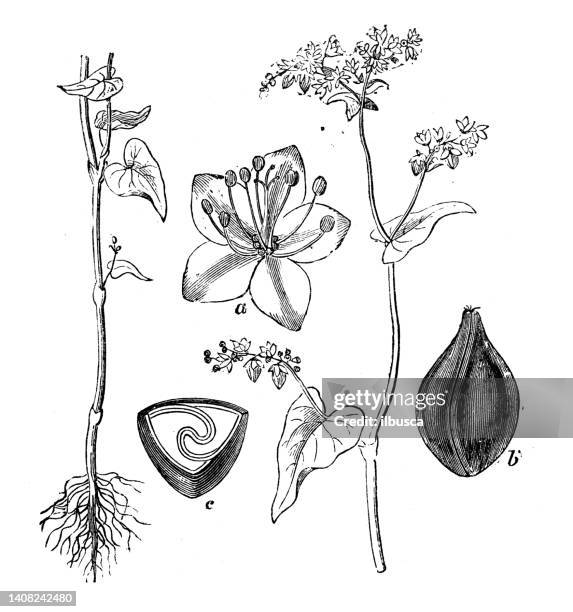ilustraciones, imágenes clip art, dibujos animados e iconos de stock de ilustración de grabado antiguo: trigo sarraceno, fagopyrum esculentum - buckwheat