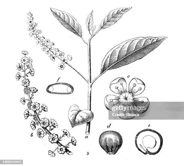 antique engraving illustration: phytolacca americana, american pokeweed - phytolacca americana stock illustrations