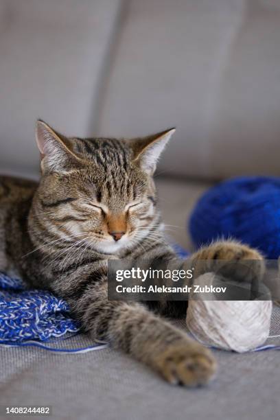 a domestic cat is lying on an unbound knitted product or a woolen sweater with its eyes closed, sleeping. the kitten was playing with a ball of yarn, and fell asleep, at home on the couch. the concept of favorite animals, their adoption. selective focus. - funeral planning stock pictures, royalty-free photos & images