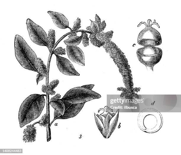 antique engraving illustration: amaranthus caudatus, love-lies-bleeding, pendant amaranth, tassel flower - amaranthus stock illustrations