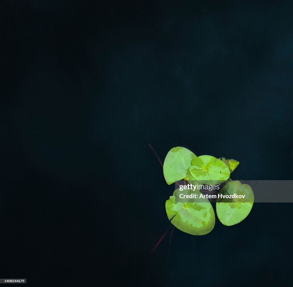 Water lilies nature background. Dark black water background