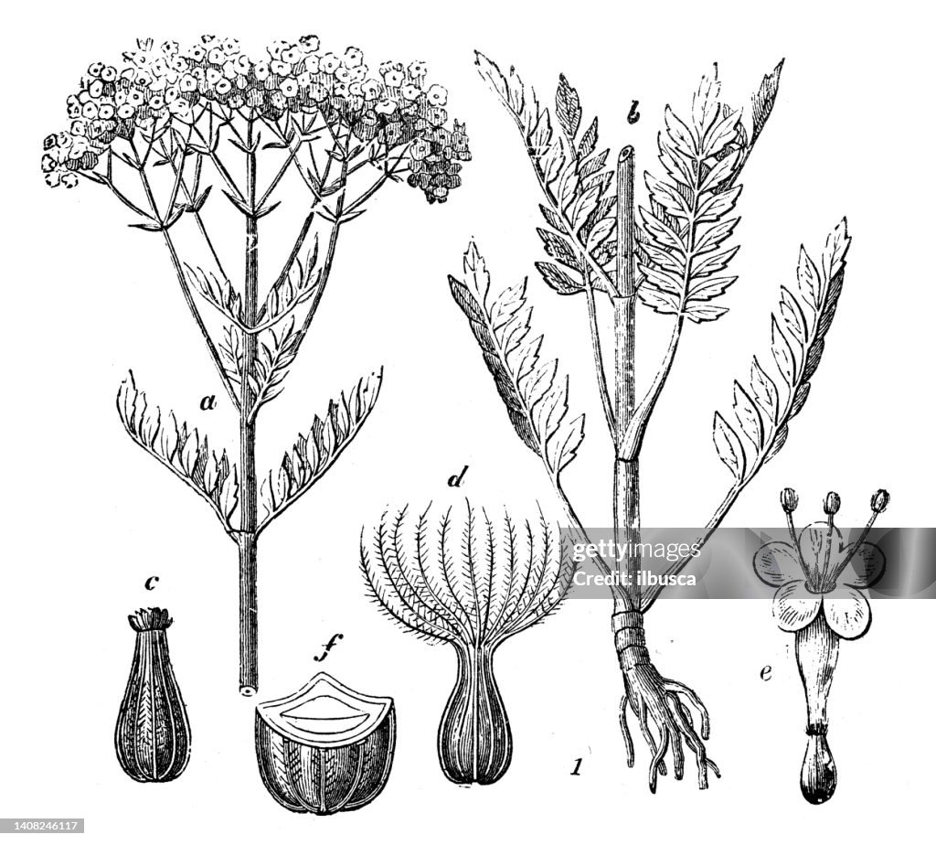 Antique engraving illustration: Valerian, Valeriana officinalis
