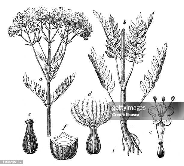 antique engraving illustration: valerian, valeriana officinalis - valeriana officinalis stock illustrations