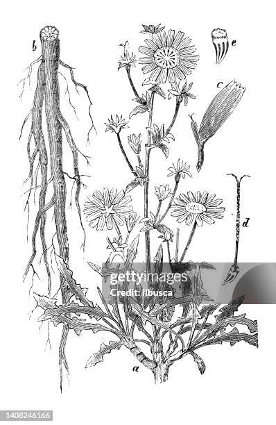 antique engraving illustration: common chicory, cichorium intybus - chicory root stock illustrations