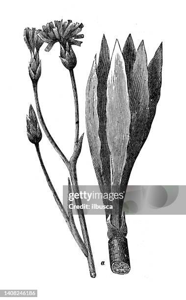antique engraving illustration: scorzonera hispanica, black salsify, spanish salsify - scorzonera hispanica stock illustrations