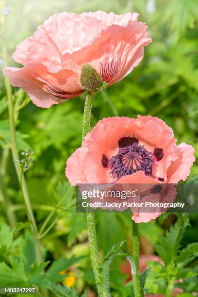 close-up, macro image of the beautiful pink, summer flowering oriental poppy - papaver orientale - - oriental poppy stock-fotos und bilder
