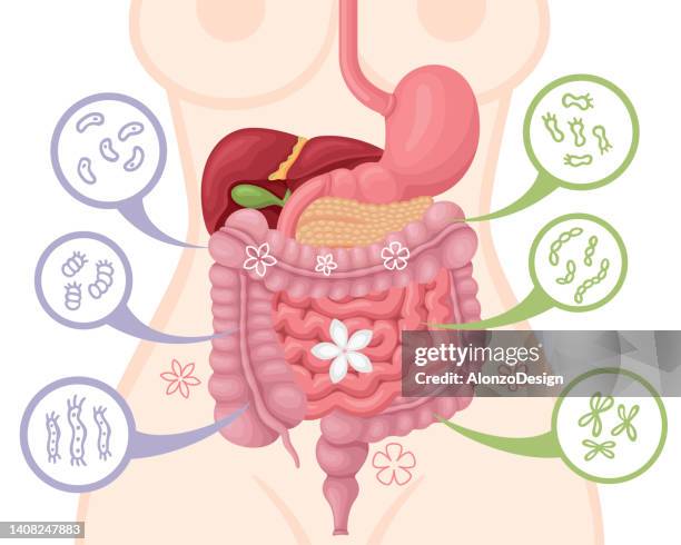 illustrazioni stock, clip art, cartoni animati e icone di tendenza di benefici di probiotici e prebiotici. concetto di vettore di salute intestinale della flora intestinale con batteri e probiotici. - diarrhoea