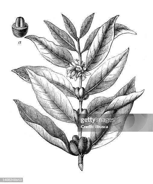 ilustrações de stock, clip art, desenhos animados e ícones de antique engraving illustration: coffea arabica, coffee - café arábica planta