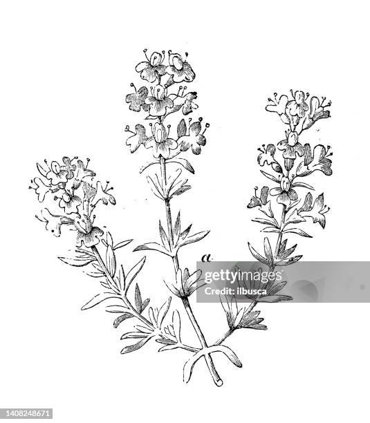 ilustrações, clipart, desenhos animados e ícones de ilustração de gravura antiga: thymus vulgaris, tomilho - tomilho