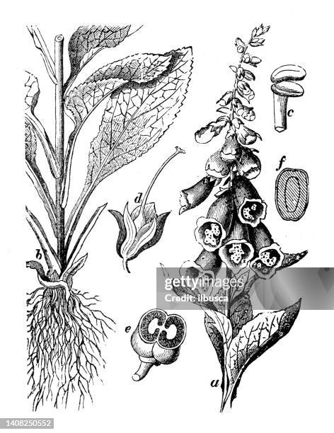 antique engraving illustration: digitalis purpurea, foxglove - foxglove stock illustrations