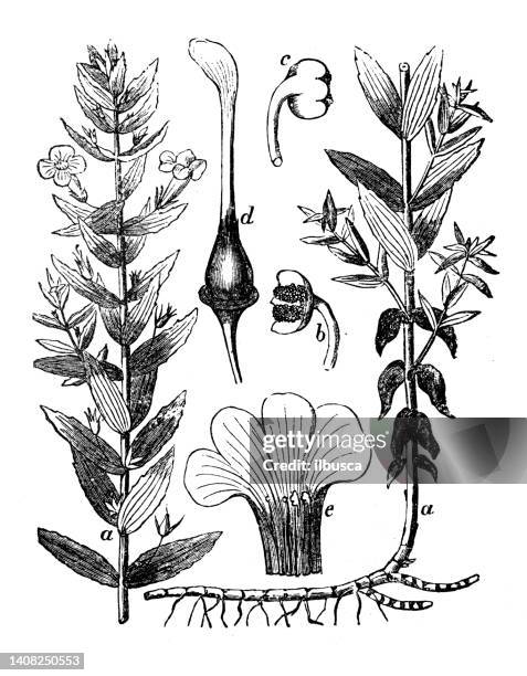 antique engraving illustration: gratiola officinalis, gratiole, hedgehyssop - gratiola stock illustrations