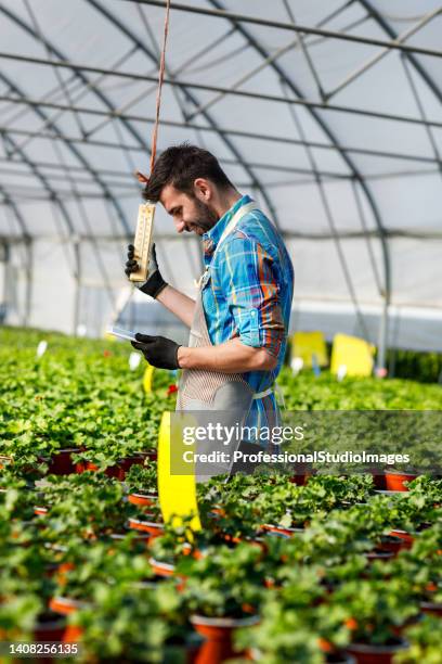 a young florist is checking the temperature in a greenhouse. - plant breeding stock pictures, royalty-free photos & images